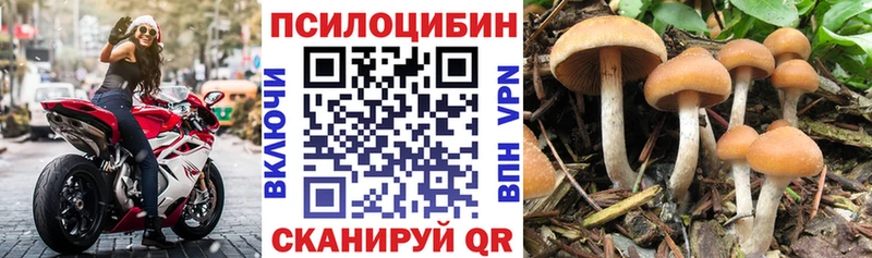блэк спрут ссылки  Апшеронск  Псилоцибиновые грибы MAGIC MUSHROOMS  наркота 